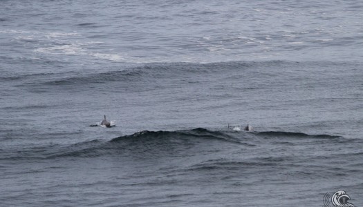Toninas & Surf en Punta de Lobos!