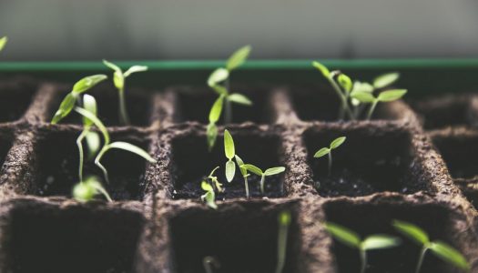 10 ideas para hacer semilleros caseros con materiales reciclados