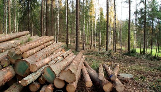 Estudio señala que subsidio forestal en Chile ha generado perdida de biodiversidad y una escasa captura adicional de Carbono