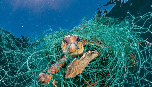 Estudio revela el mayor registro de plástico de un solo uso en el fondo marino