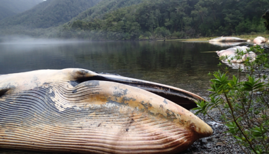 Fiscalía investiga varamiento de más de 300 ballenas entre el Golfo de Penas y Puerto Natales