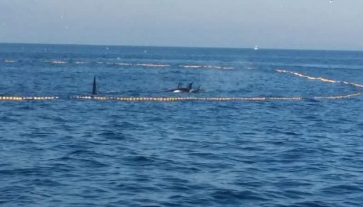 Barco artesanal pierde toda su pesca por liberar a orcas atrapadas en Región del BioBío