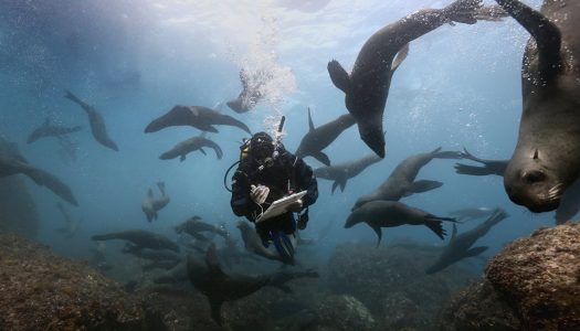 Gobierno de Chile decreta oficialmente creación del Parque Marino más grande de América