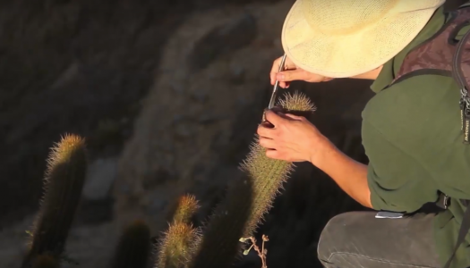 Fundación Punta de Lobos lanza microdocumental sobre la reforestación y recuperación de suelos en la zona