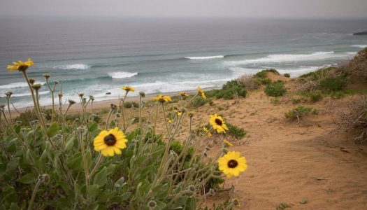 Se anuncia la Alerta Amarilla para el Rip Curl Pro Search – Desierto Florido de Atacama