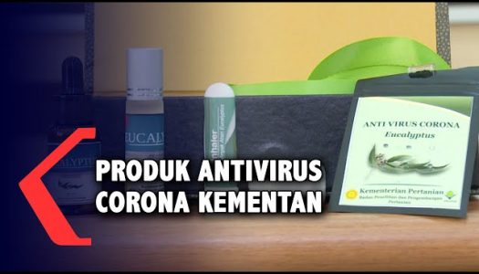 ¿Funcionará? Indonesia promociona un collar de eucalipto para prevenir el coronavirus